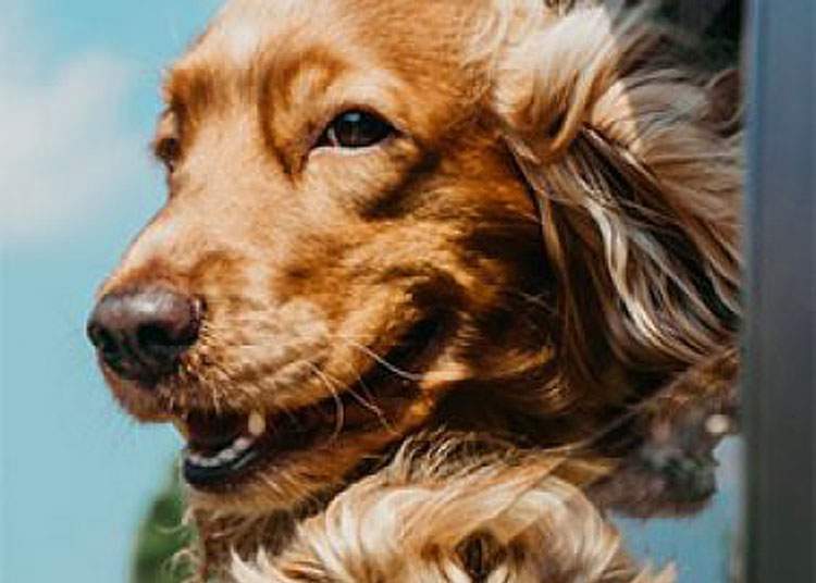 Le premier festival ciné-littéraire entièrement consacré aux chiens est né