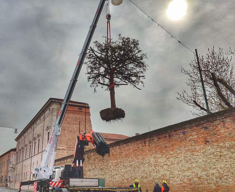 Ferrara, century-old yew tree in Palazzo dei Diamanti saved from being cut down