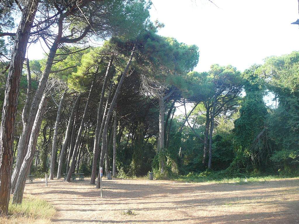 Viareggio risque de perdre un symbole de son patrimoine : ses pins majestueux 