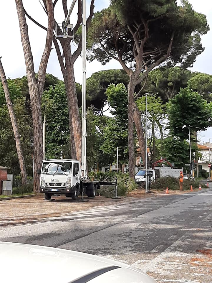 Tagli alla Pineta di Levante, lungo viale dei Tigli. Foto di Barbara Carraresi