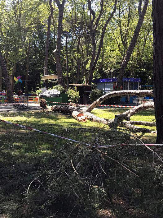 Tagli alla Pineta di Ponente. Foto di Chiara Vannucci