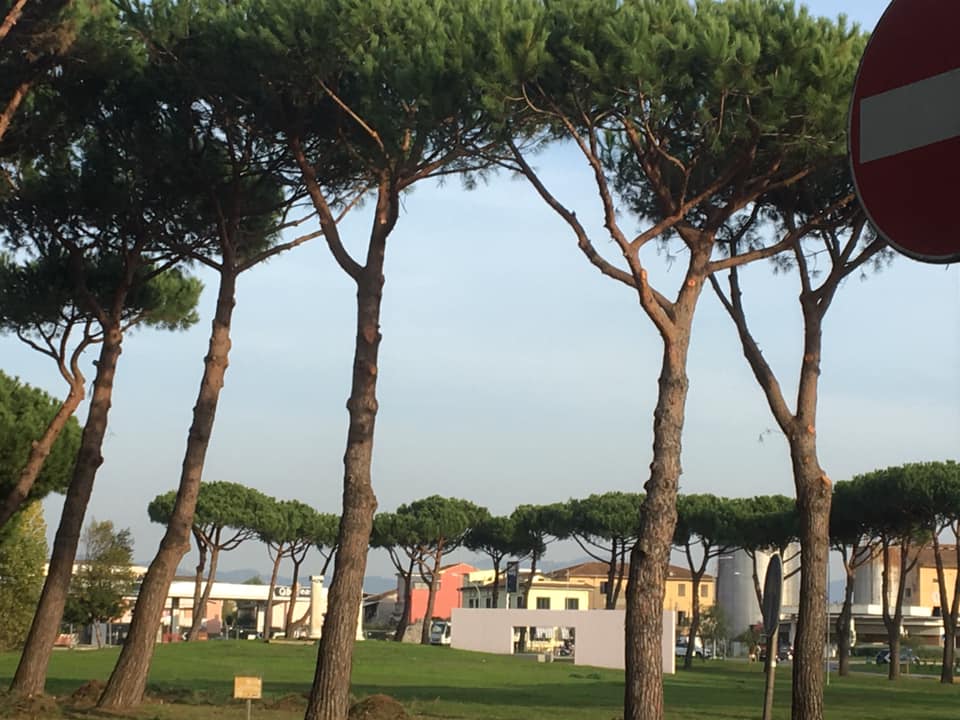 I pini di Largo Risorgimento