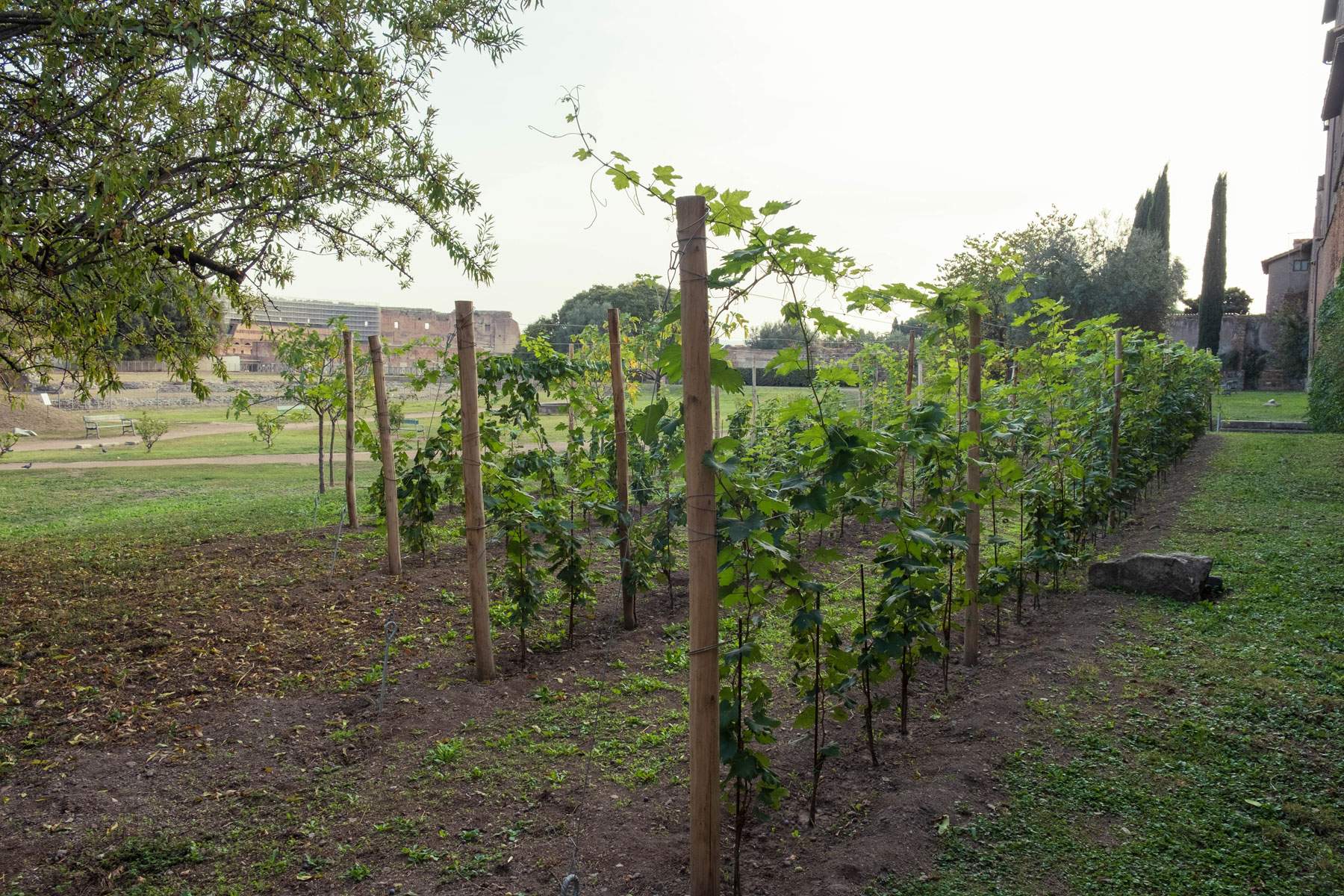 Rome, Colosseum Archaeological Park starts cultivation of pantastic grapes on Palatine Hill