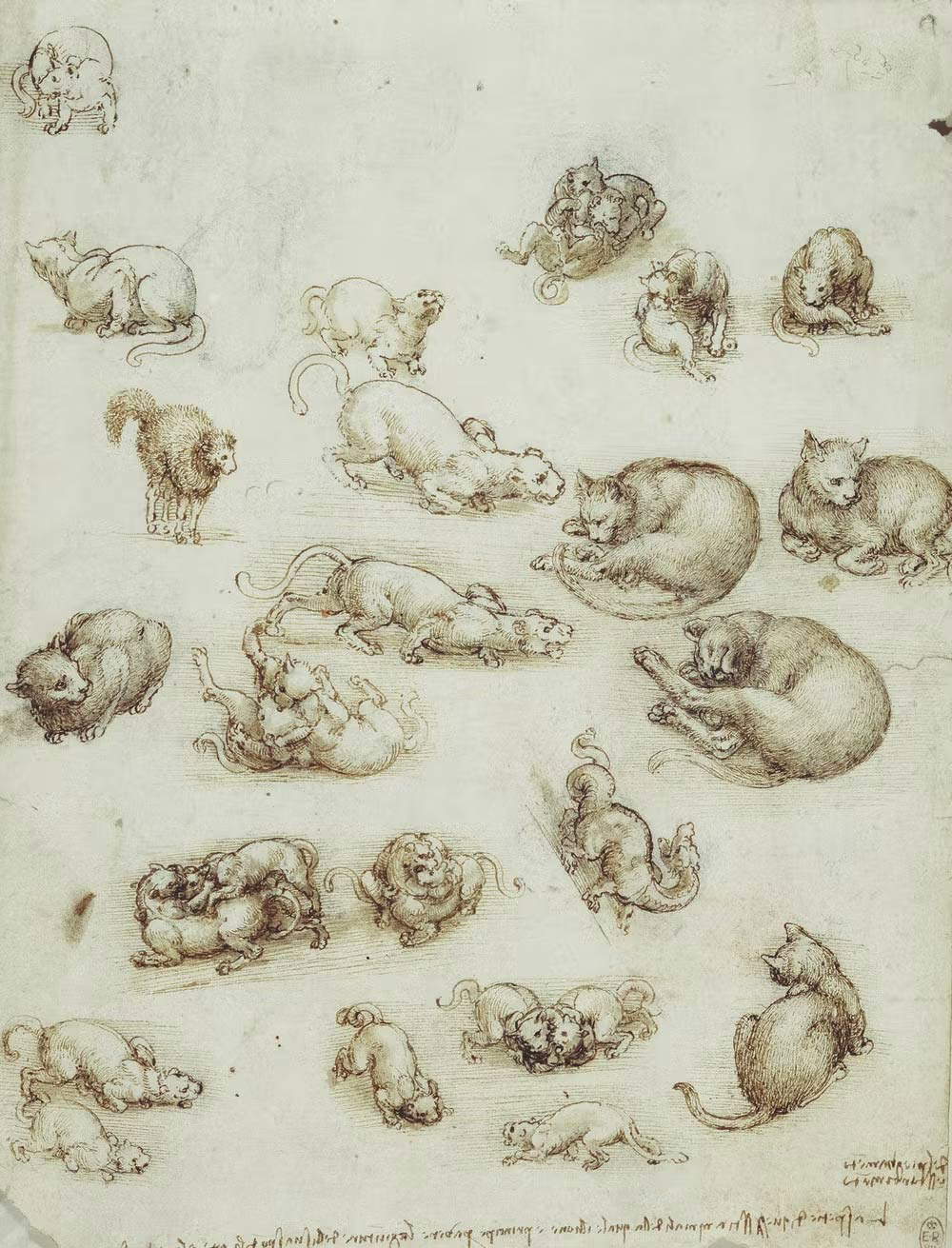 Leonardo da Vinci, Gatti e un drago (1513-1517 circa; penna e inchiostro bruno, pennello con tocchi di gouache e carboncino su carta, 271 x 205 mm; Windsor, Royal Library) 