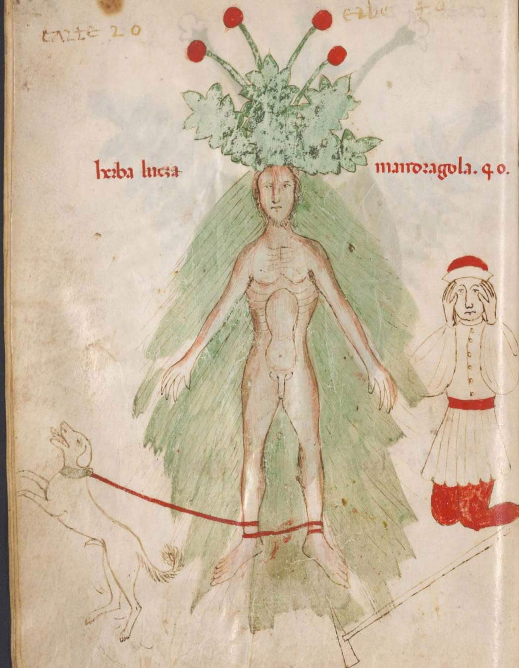 Aldini 211, ilustración de la mandrágora Aldini 211, ilustración de la mandrágora