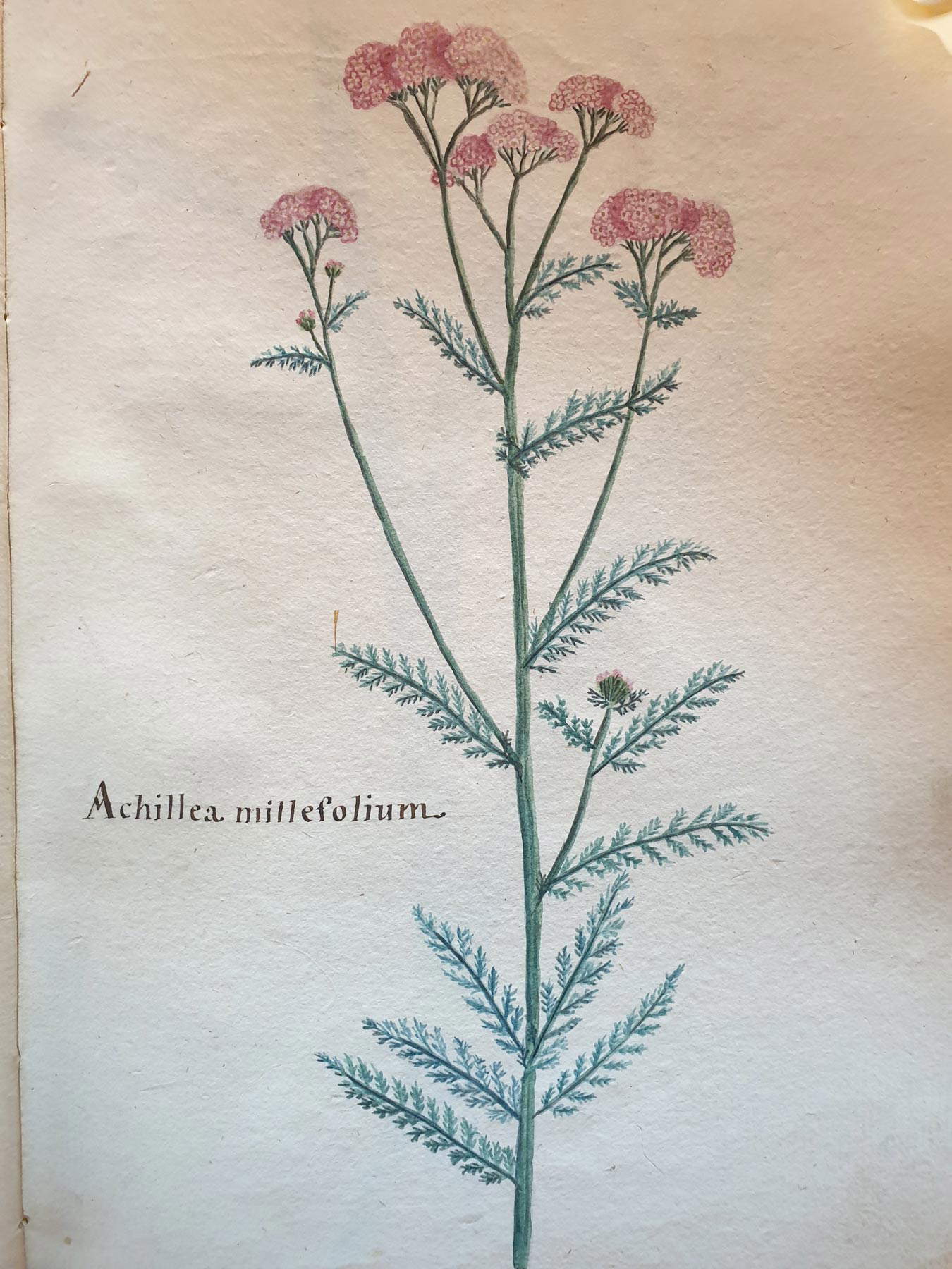 Aldini 528, ilustración de milenrama millefolium Aldini 528, ilustración de milenrama millefolium