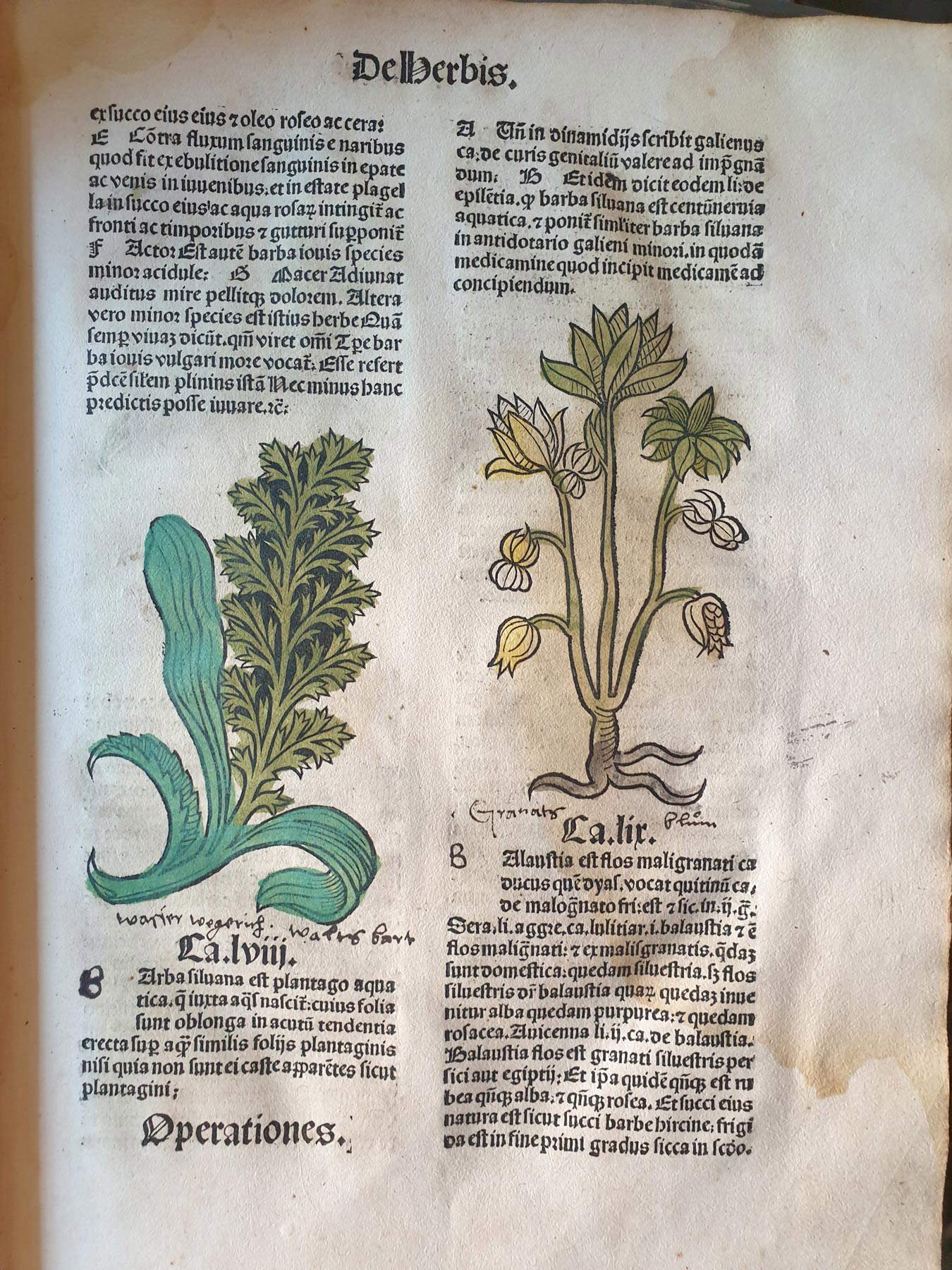 Páginas del Hortus Sanitatis Páginas del Hortus Sanitatis