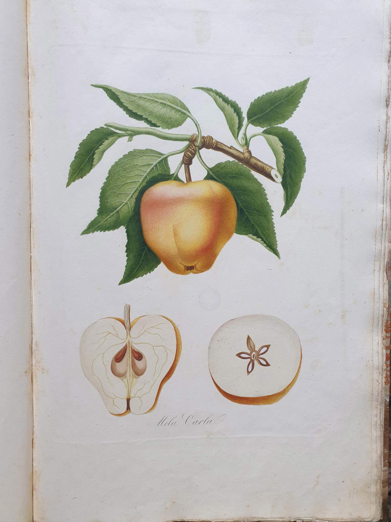 Pomona italiana, carla manzana ilustración Pomona italiana, carla manzana ilustración