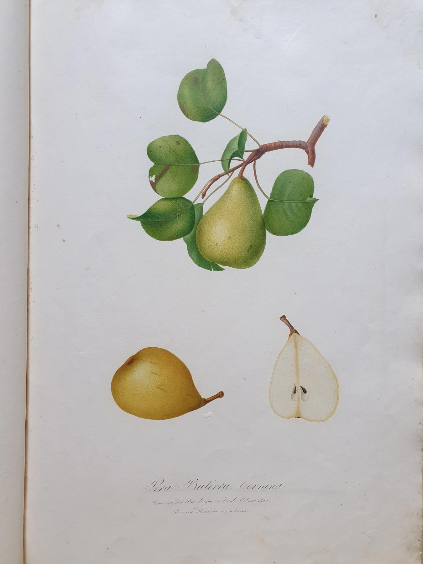 Pomona italiana, ilustración de la pera butirra vernina Pomona italiana, ilustración de la pera butirra vernina