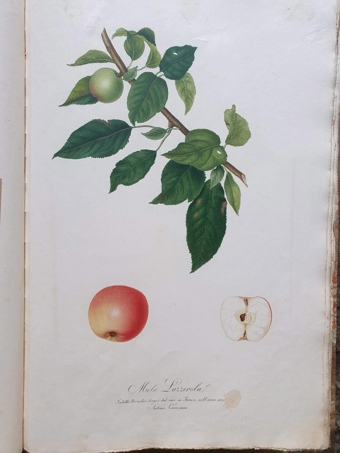 Pomona italiana, ilustración de la manzana Lazzerola Pomona italiana, ilustración de la manzana Lazzerola