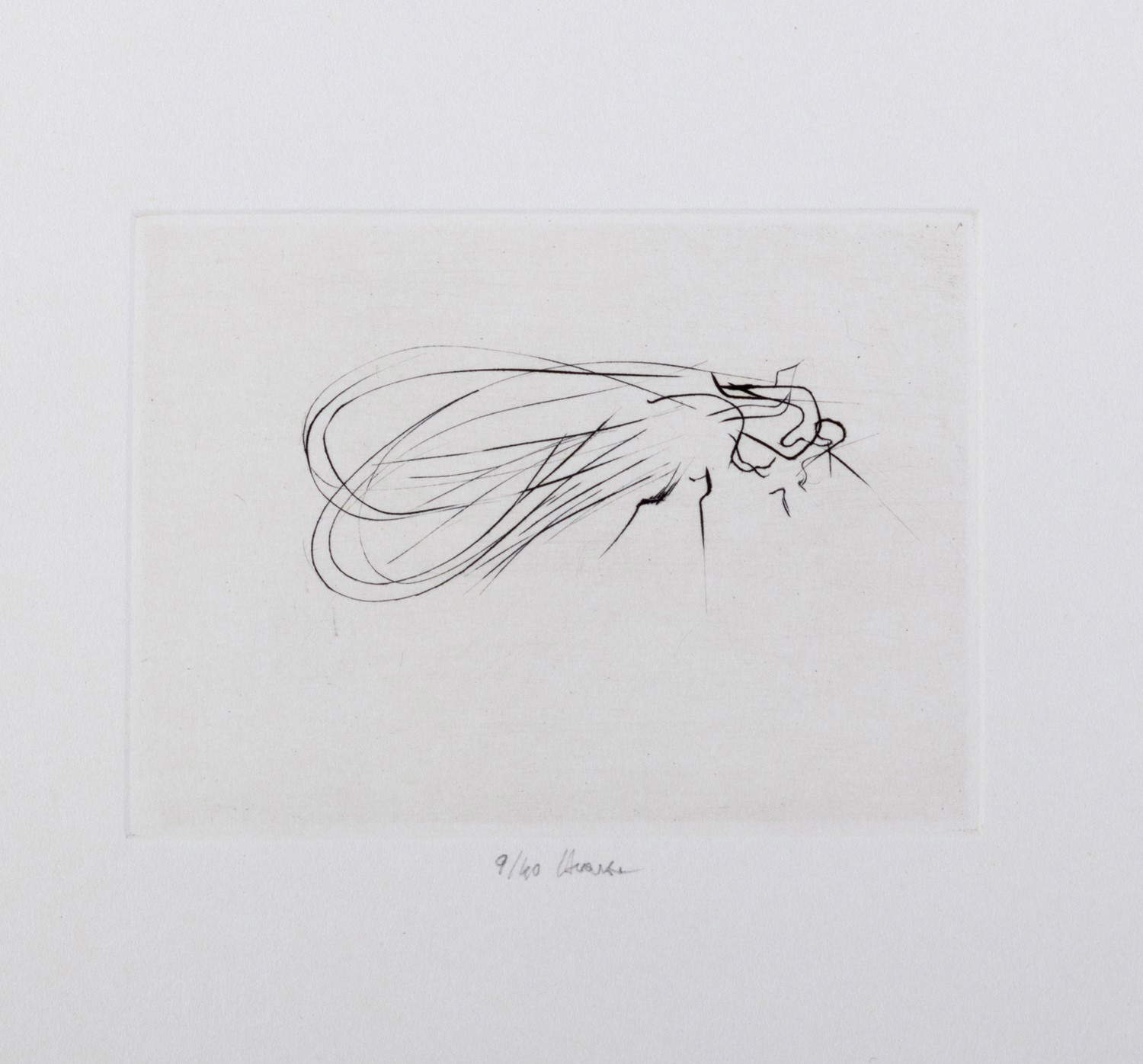 Guido Strazza, Insetti (1980; bulino, 73 x 99 mm)