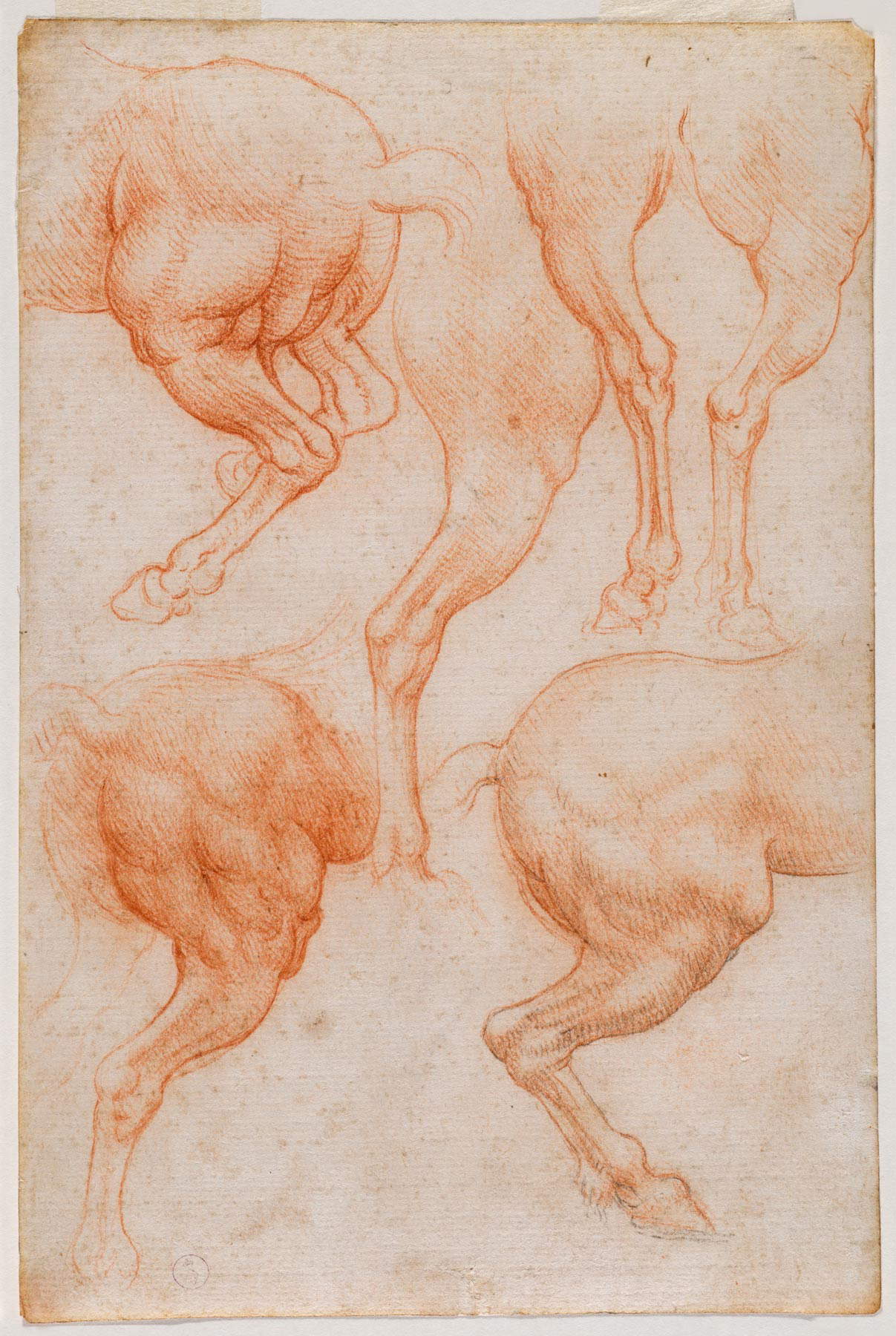 Leonardo da Vinci, Estudios de las patas traseras de un caballo (c. 1508-1517; piedra roja y trazos de piedra negra sobre papel, 201 x 133 mm; Turín, Musei Reali-Biblioteca Reale, Dis. It. Scat. 1/25; 15582 d.C.) Leonardo da Vinci, Estudios de las patas traseras de un caballo (c. 1508-1517; piedra roja y trazos de piedra negra sobre papel, 201 x 133 mm; Turín, Musei Reali-Biblioteca Reale, Dis. It. Scat. 1/25; 15582 d.C.)
