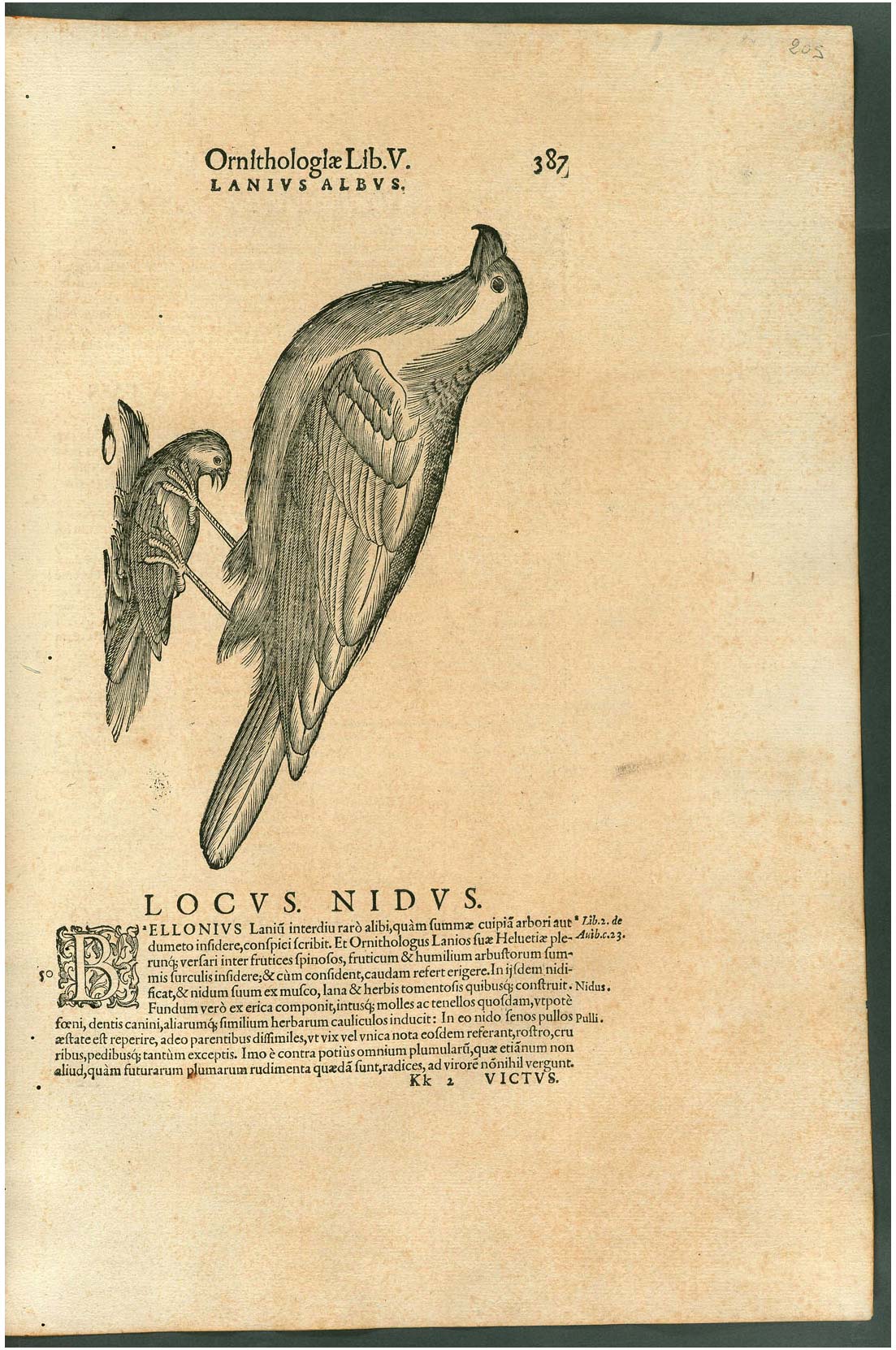 Ulisse Aldrovandi, Ornithologiae hoc est De auibus historiae libri XII (1599; testo a stampa; Roma, Biblioteca Universitaria Alessandrina, Z q 26-28, p. 387)