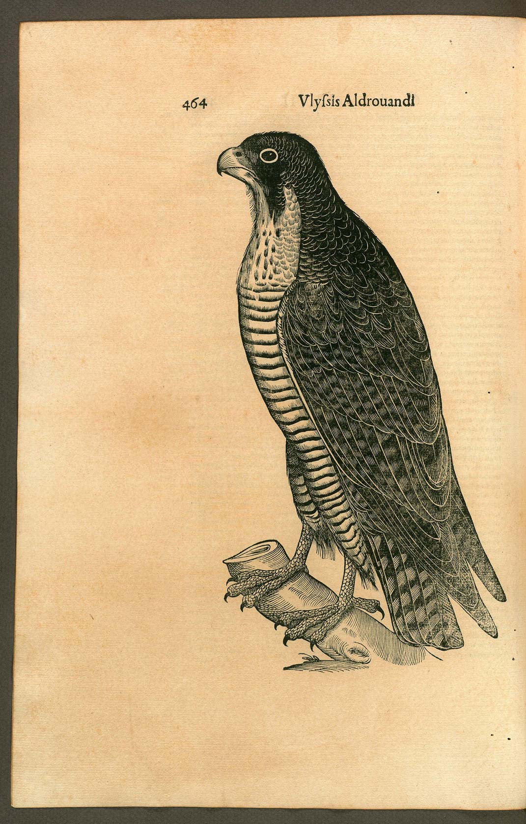 Ulisse Aldrovandi, Ornithologiae hoc est De auibus historiae libri XII (1599; testo a stampa; Roma, Biblioteca Universitaria Alessandrina, Z q 26-28, p. 464)