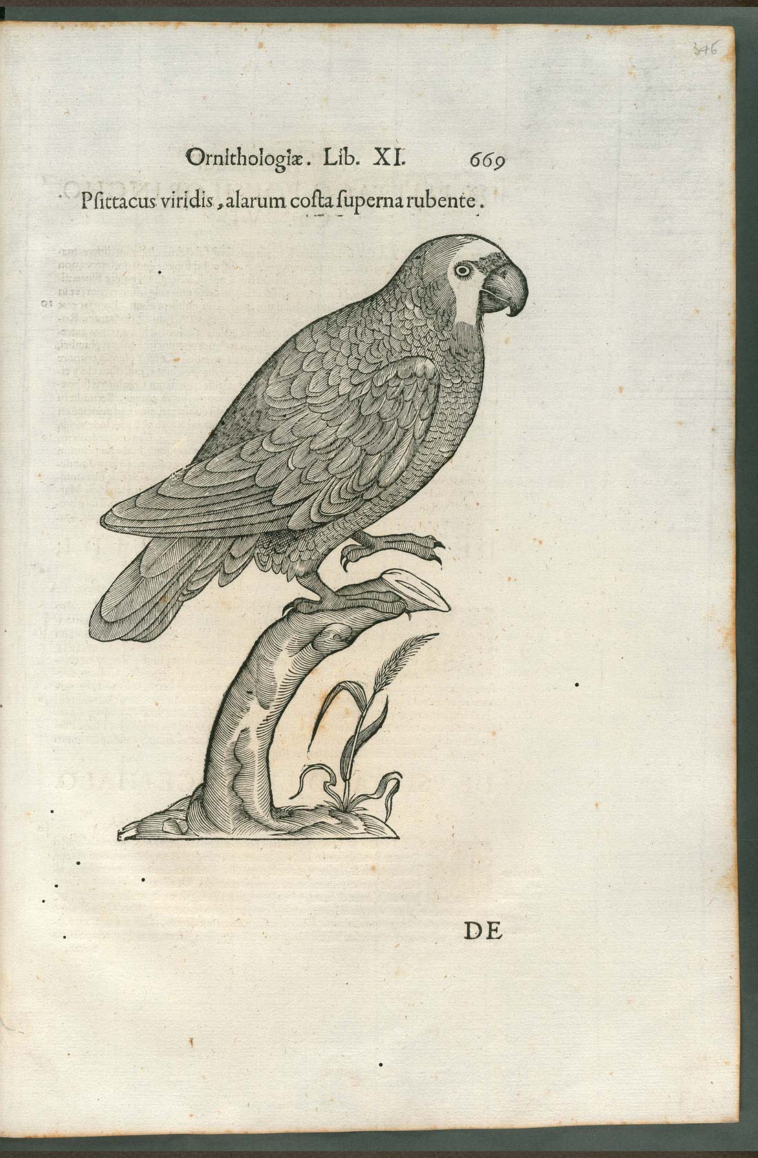 Ulisse Aldrovandi, Ornithologiae hoc est De auibus historiae libri XII (1599; testo a stampa; Roma, Biblioteca Universitaria Alessandrina, Z q 26-28, p. 669)