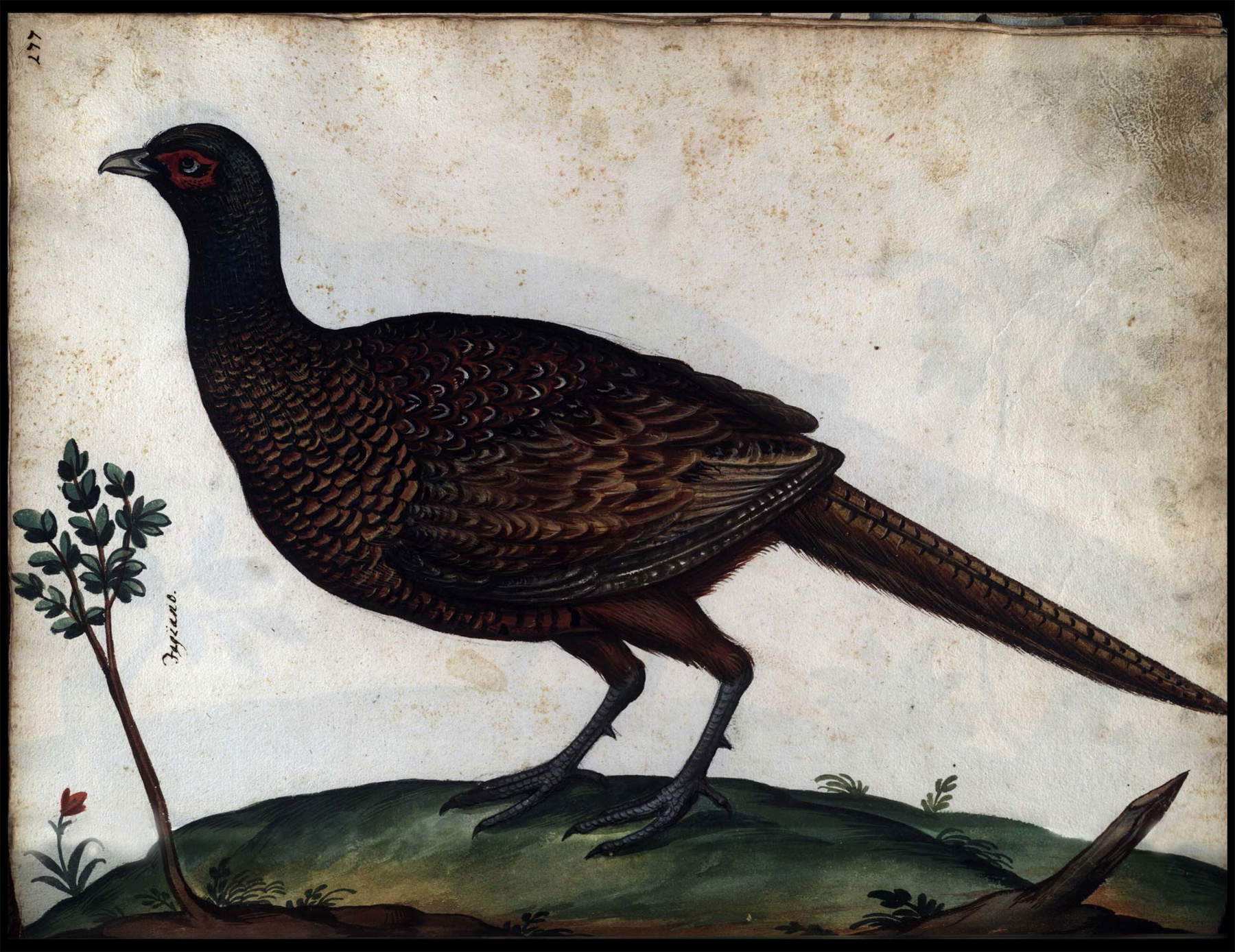 Anonimo, Continet picturas diligentissimas avium, quadrupedum, piscium, aliorum animalium (1584-1590; manoscritto cartaceo; Roma, Biblioteca Universitaria Alessandrina, Ms. 2, f. 177r)