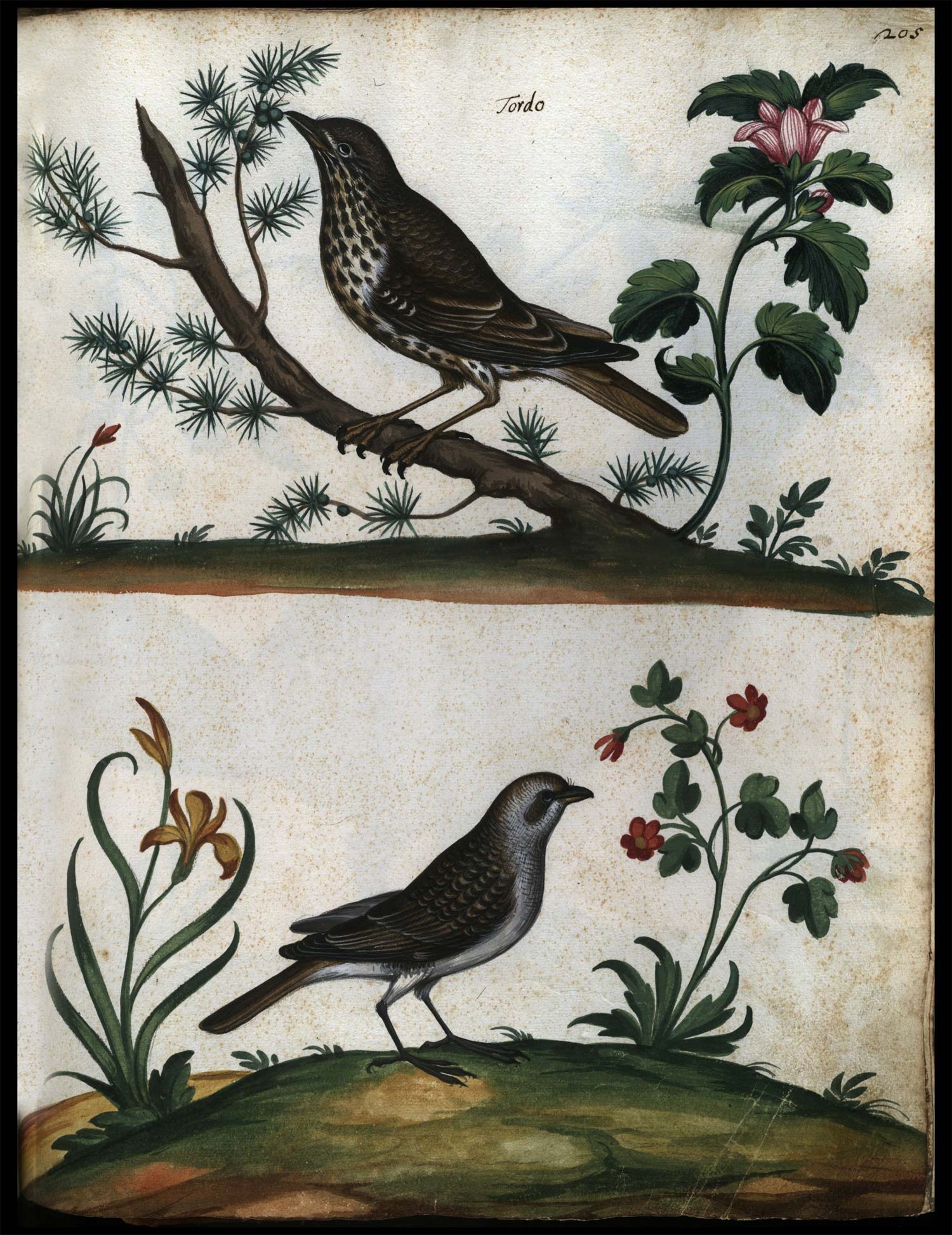 Anonimo, Continet picturas diligentissimas avium, quadrupedum, piscium, aliorum animalium (1584-1590; manoscritto cartaceo; Roma, Biblioteca Universitaria Alessandrina, Ms. 2, f. 205r)