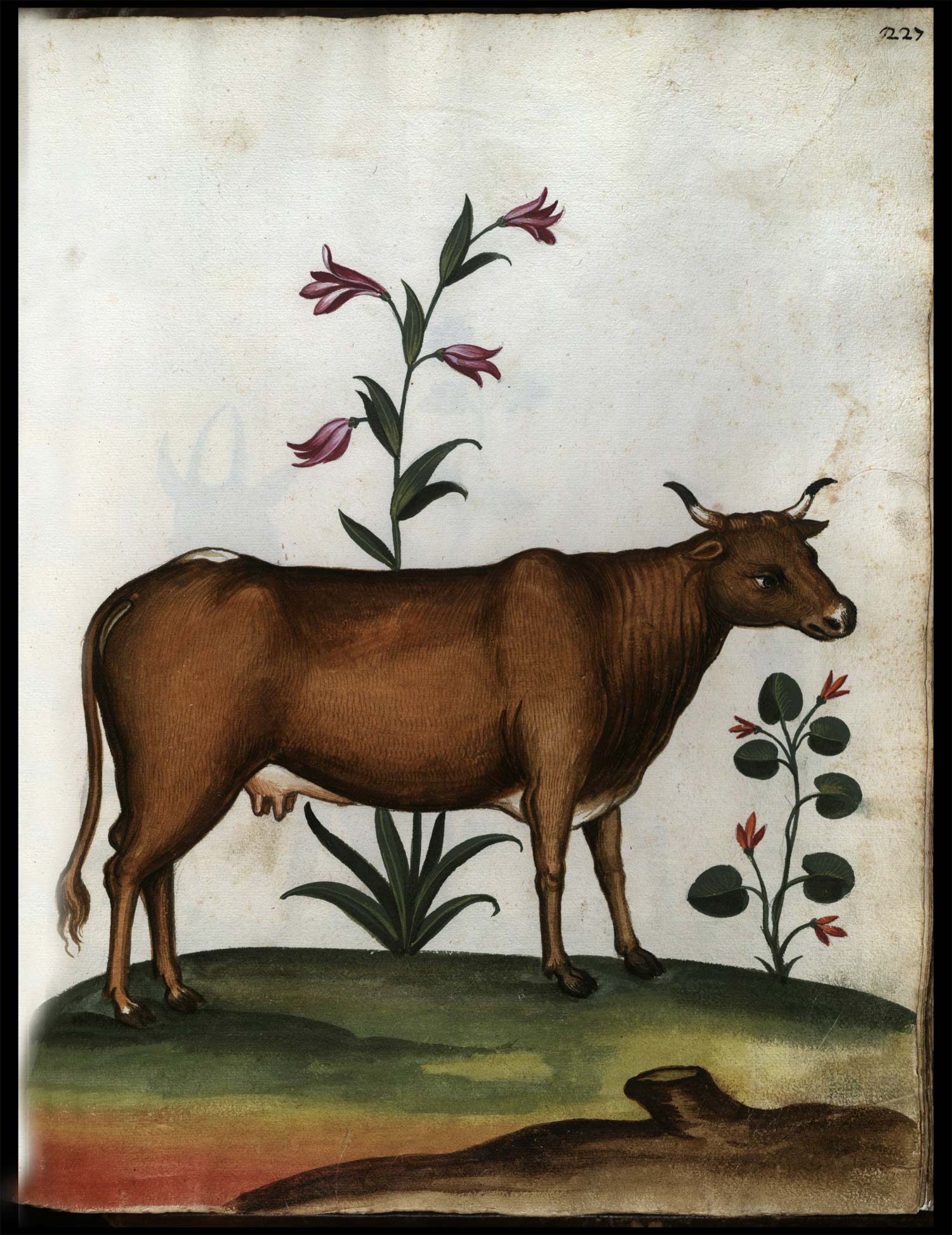 Anonimo, Continet picturas diligentissimas avium, quadrupedum, piscium, aliorum animalium (1584-1590; manoscritto cartaceo; Roma, Biblioteca Universitaria Alessandrina, Ms. 2, f. 227r)