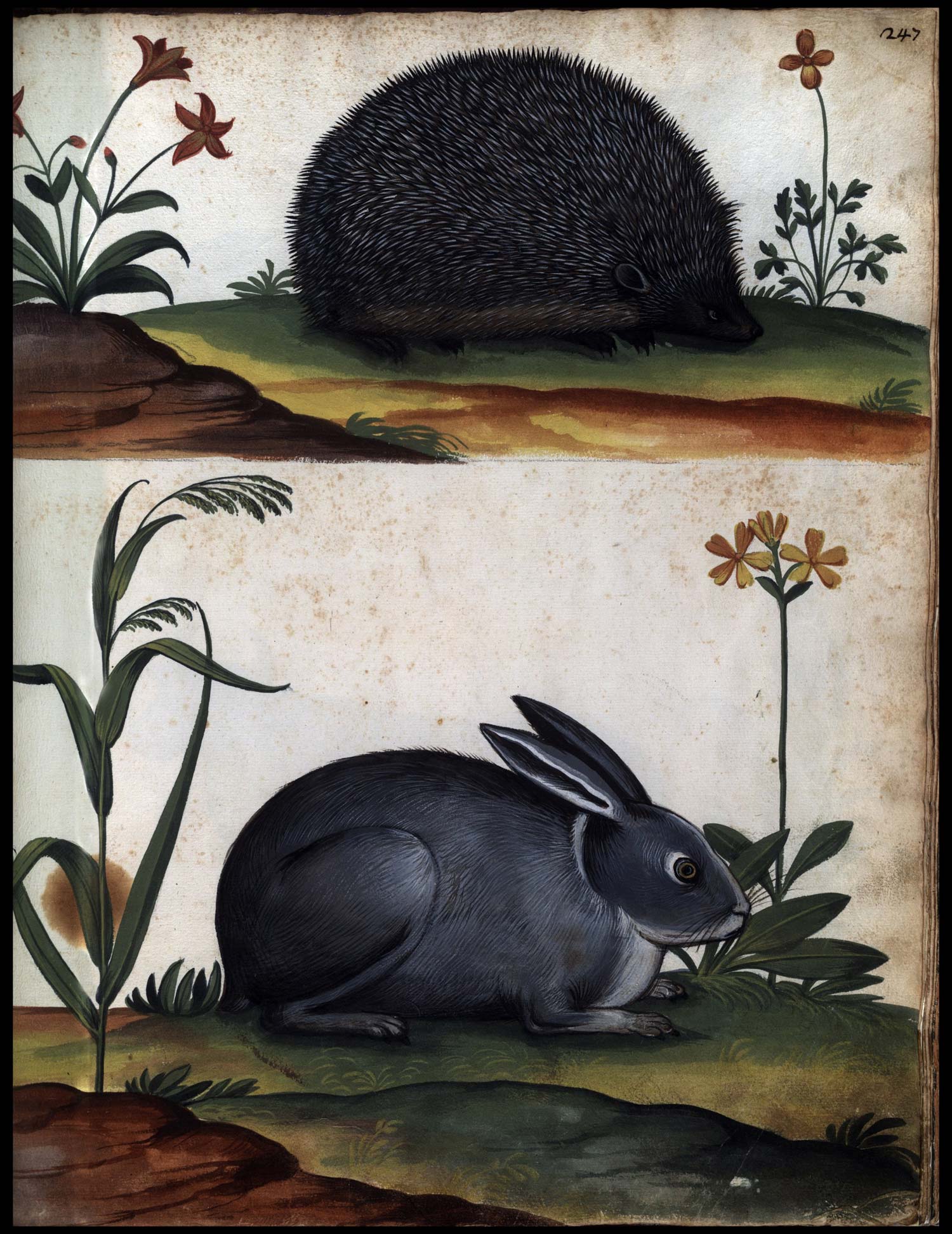 Anonimo, Continet picturas diligentissimas avium, quadrupedum, piscium, aliorum animalium (1584-1590; manoscritto cartaceo; Roma, Biblioteca Universitaria Alessandrina, Ms. 2, f. 247r)