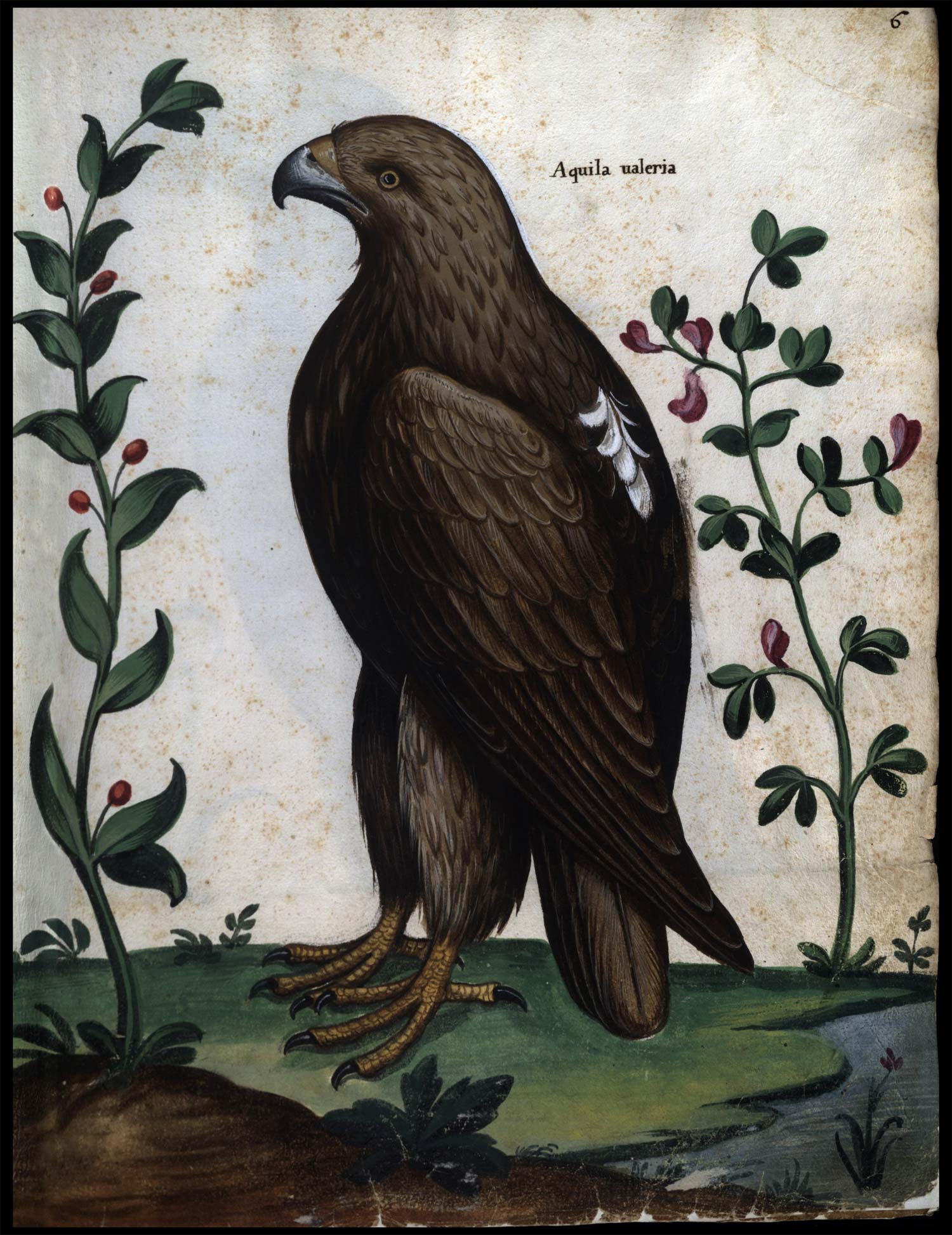 Anonimo, Continet picturas diligentissimas avium, quadrupedum, piscium, aliorum animalium (1584-1590; manoscritto cartaceo; Roma, Biblioteca Universitaria Alessandrina, Ms. 2, f. 6r)