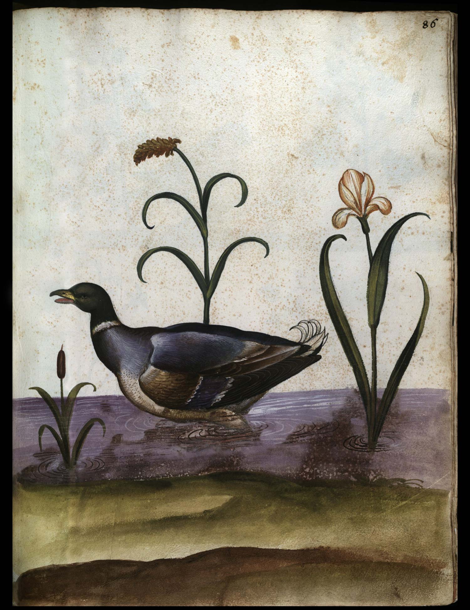 Anonimo, Continet picturas diligentissimas avium, quadrupedum, piscium, aliorum animalium (1584-1590; manoscritto cartaceo; Roma, Biblioteca Universitaria Alessandrina, Ms. 2, f. 86r)