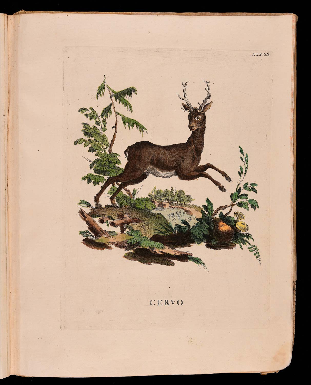 Animales cuadrúpedos del natural dibujados, grabados e iluminados