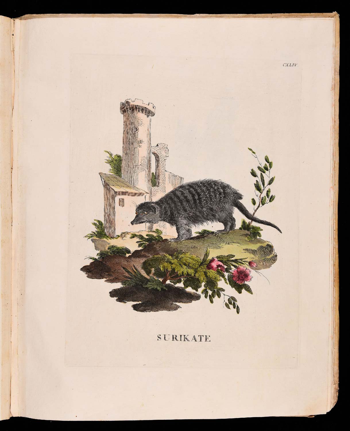 Animales cuadrúpedos del natural dibujados, grabados e iluminados