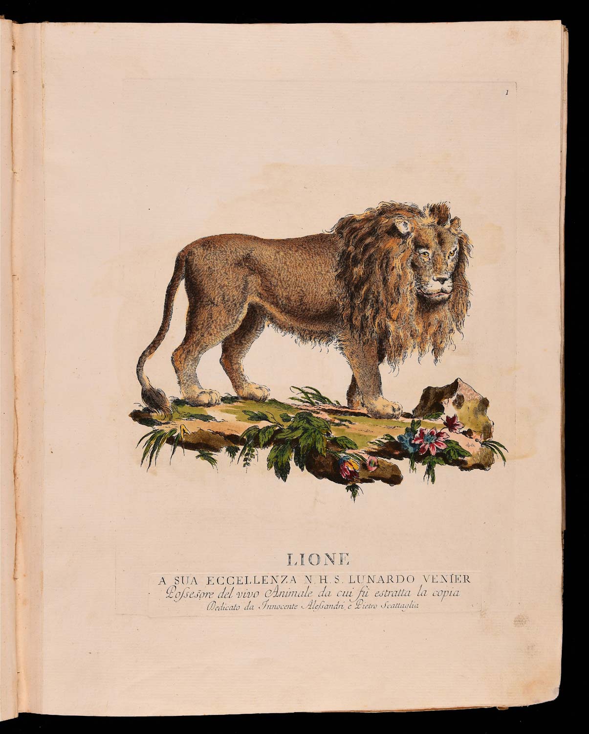 Animales cuadrúpedos del natural dibujados, grabados e iluminados