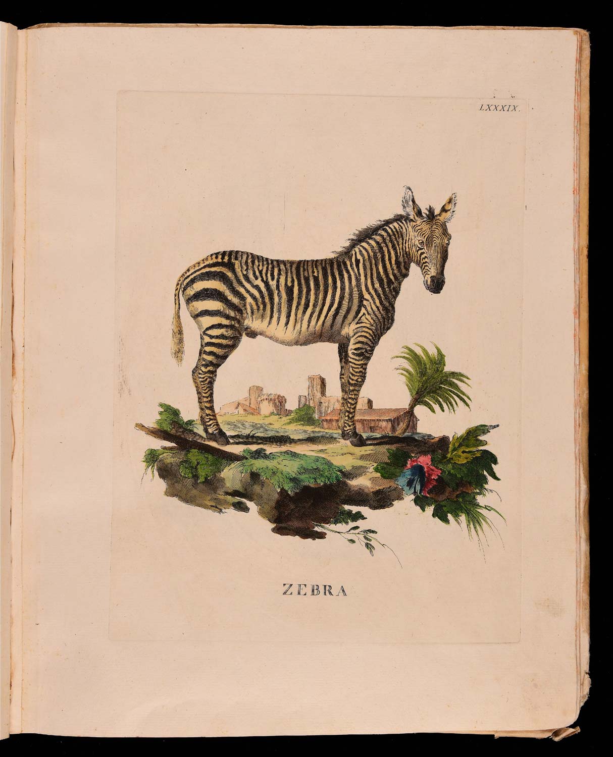 Animales cuadrúpedos del natural dibujados, grabados e iluminados