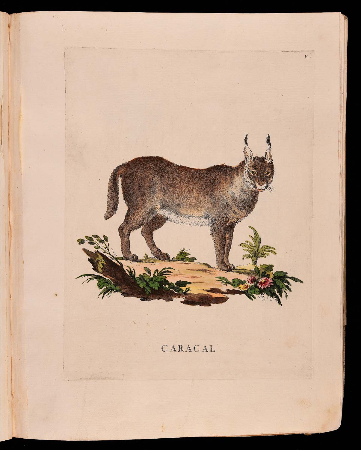 Animales cuadrúpedos del natural dibujados, grabados e iluminados