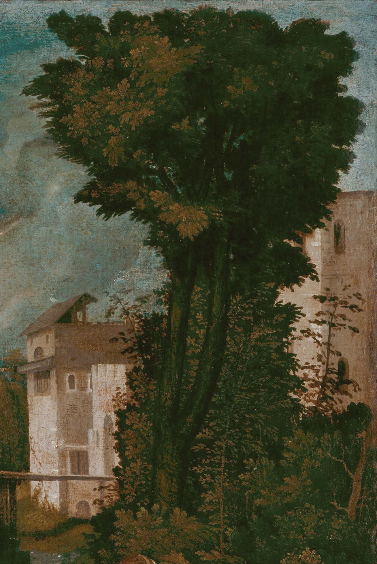 La vegetazione La vegetazione