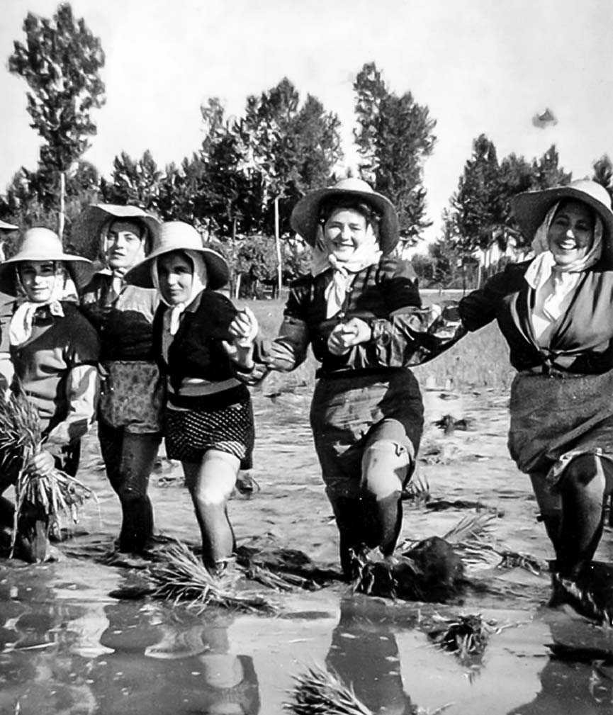 Un gruppo di mondine nel vercellese in una foto del 1949 Un gruppo di mondine nel vercellese in una foto del 1949