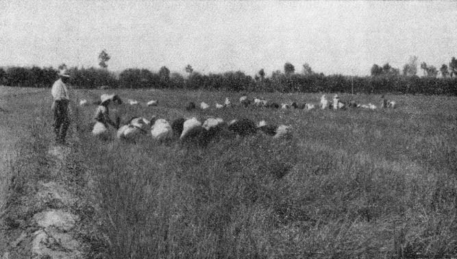 Mondine al lavoro nel vercellese in una foto dei primi del Novecento Mondine al lavoro nel vercellese in una foto dei primi del Novecento