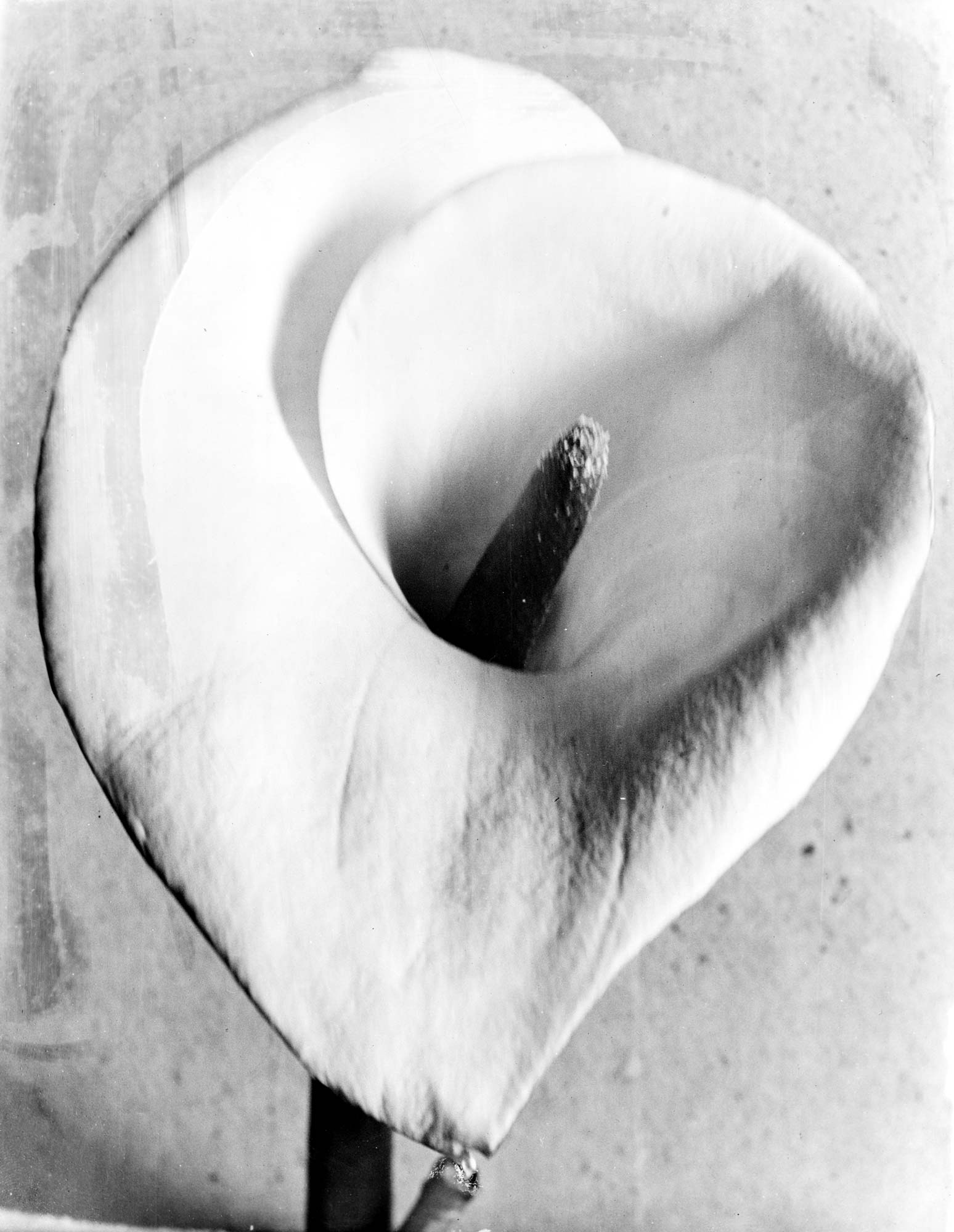 Tina Modotti, Alcatraz (um 1924; Mexiko-Stadt) © SC.INAH.SINAFO.FN Tina Modotti, Alcatraz (um 1924; Mexiko-Stadt) © SC.INAH.SINAFO.FN