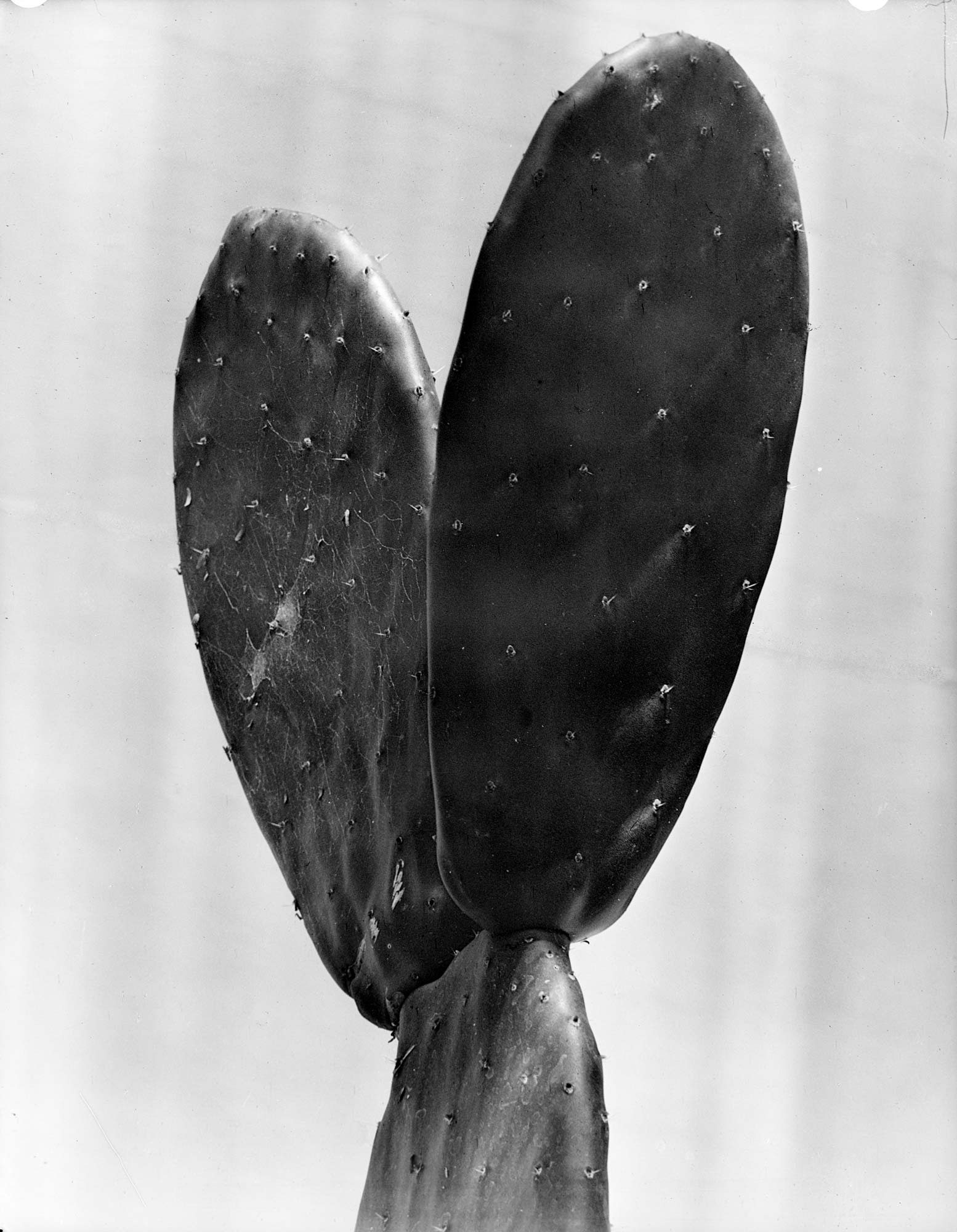 Tina Modotti, Nopales (um 1925; Mexiko-Stadt) © SC.INAH.SINAFO.FN Tina Modotti, Nopales (um 1925; Mexiko-Stadt) © SC.INAH.SINAFO.FN