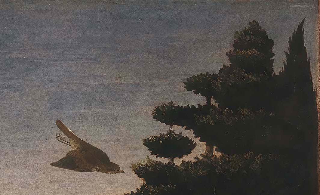 Le rapace et la forêt Le rapace et la forêt