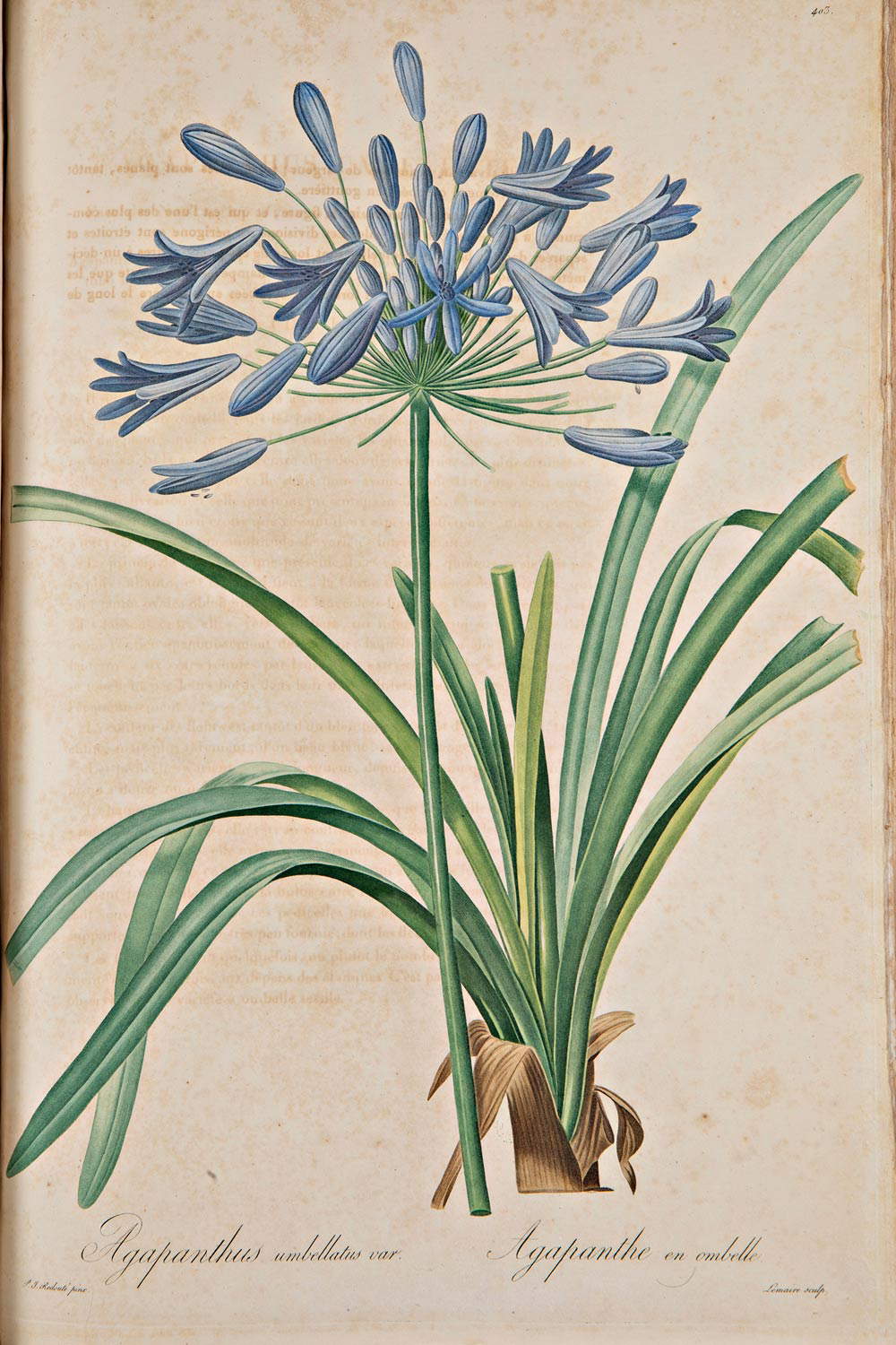 Agapanthus umbellatus, d'après Pierre-Joseph Redout&eacute;, Les liliac&eacute;es, 1802-1816