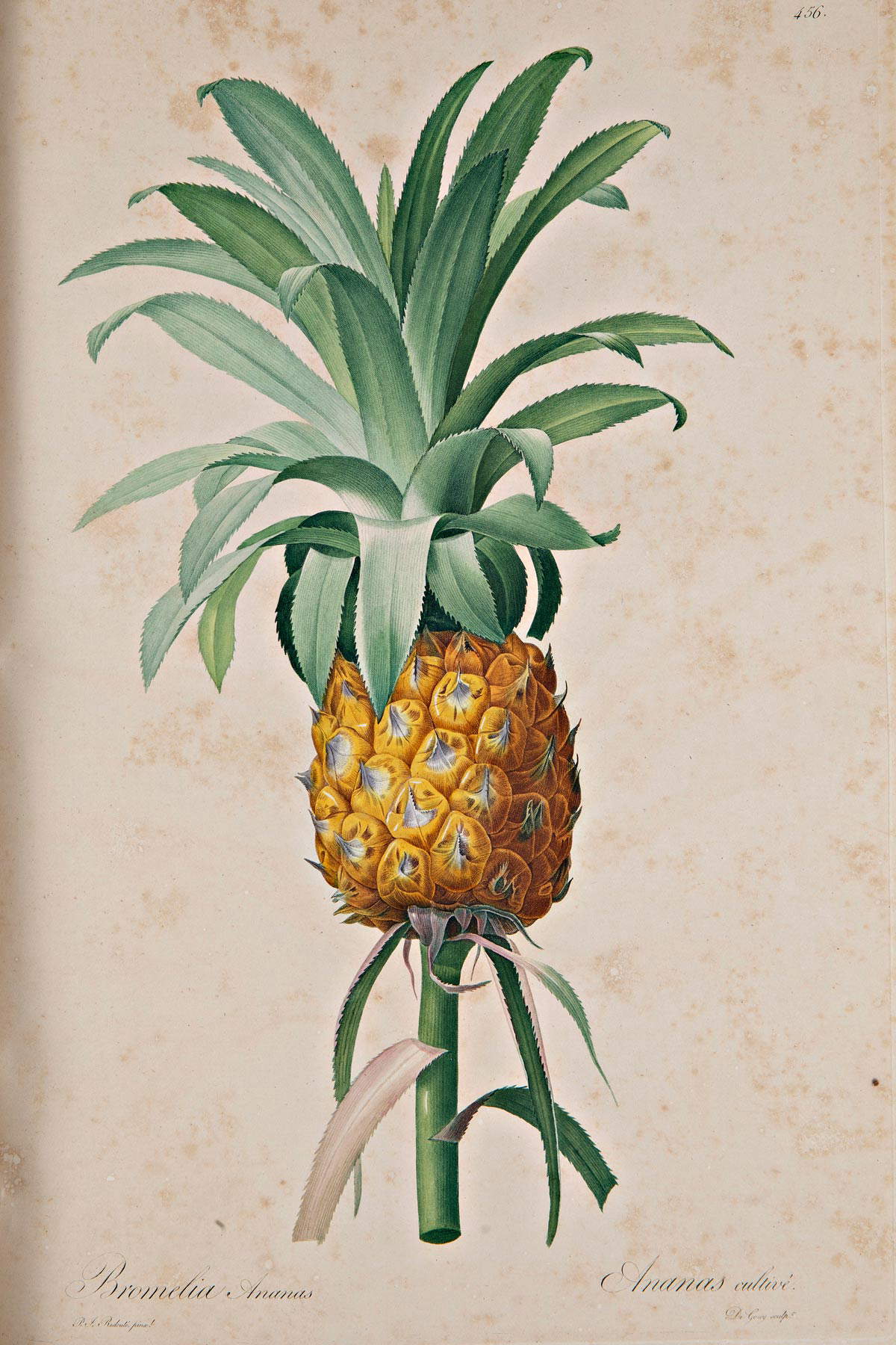 Bromelia Ananas, d'après Pierre-Joseph Redout&eacute;, Les liliac&eacute;es, 1802-1816