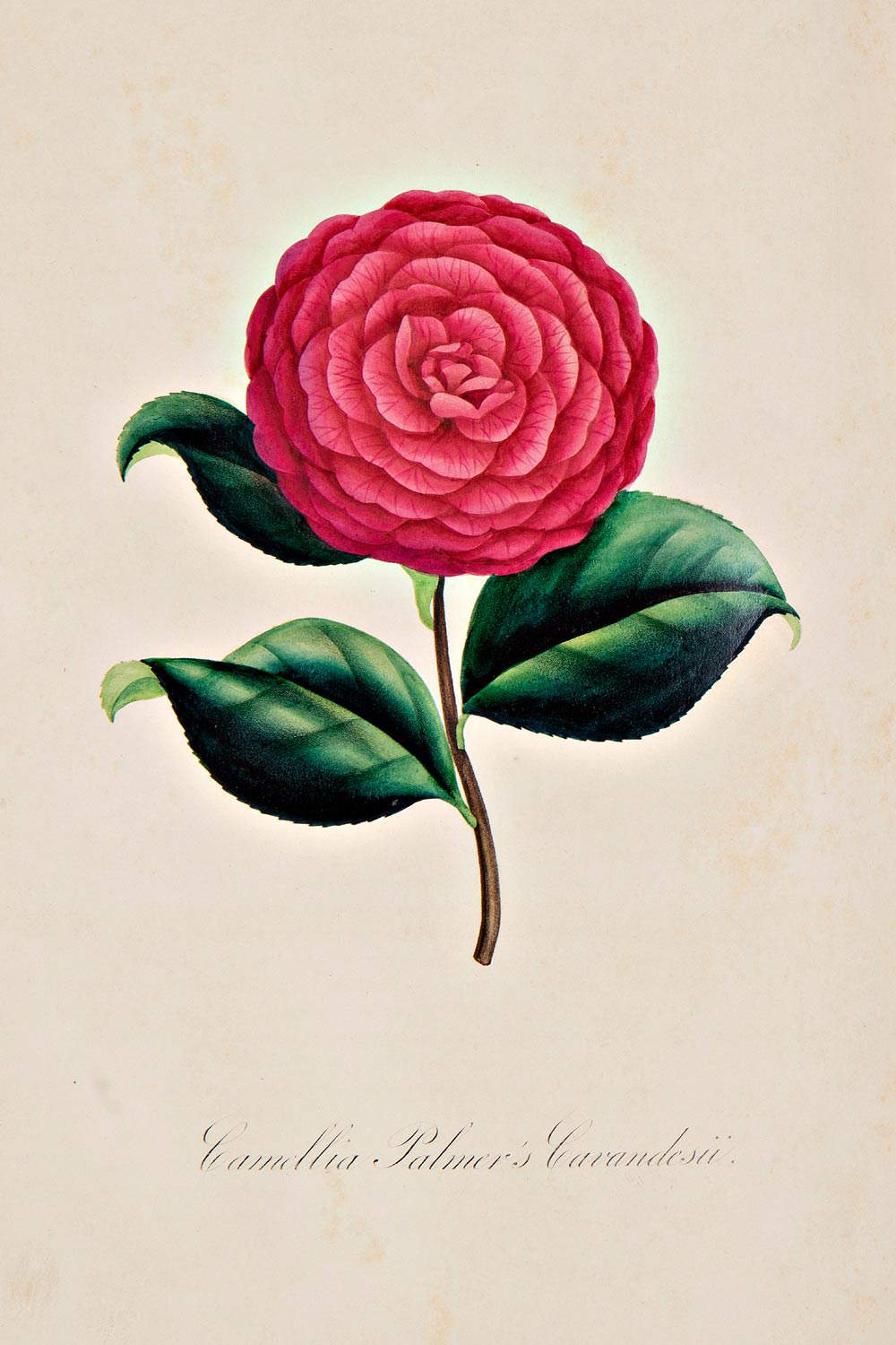 Camellia Palmer's Cavandesii, d'apr&egrave;s G. Fontaine, Collection de cent esp&egrave;ces du genre camellia, 1845