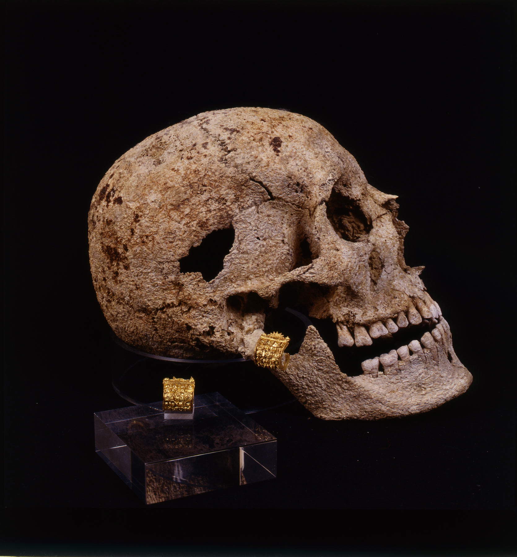 Skull of the Porciglia Girl with earring Skull of the Porciglia Girl with earring