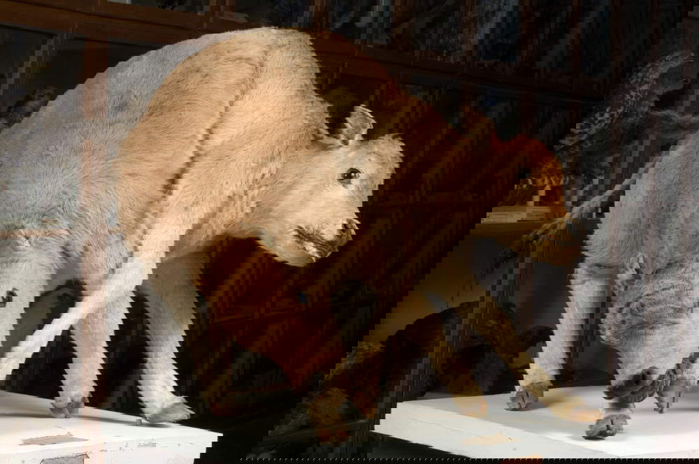 Cachorro bicéfalo en el Museo de Historia Natural de la Accademia dei Fisiocritici de Siena. Foto Lensini