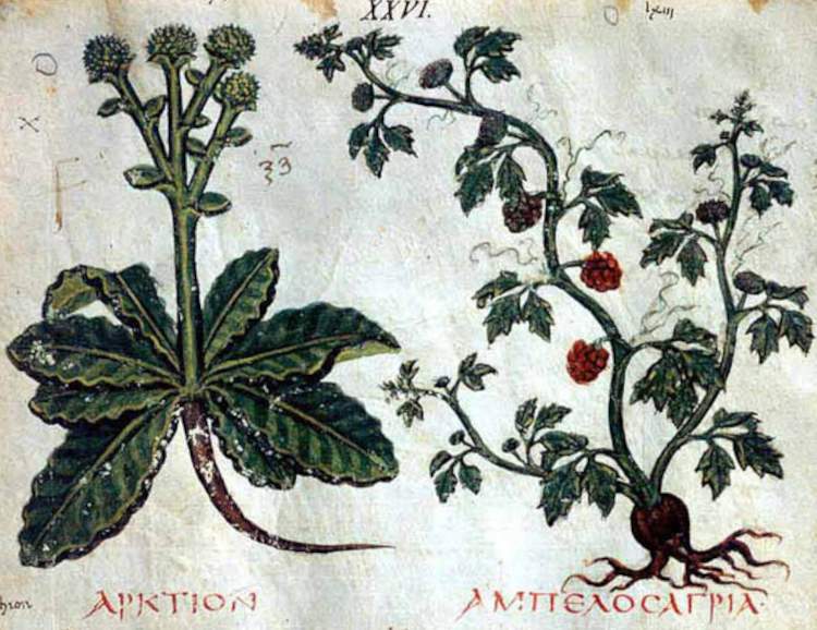 La Bibliothèque nationale de Naples inaugure une exposition sur la médecine illustrée. Un herbier très rare exposé 