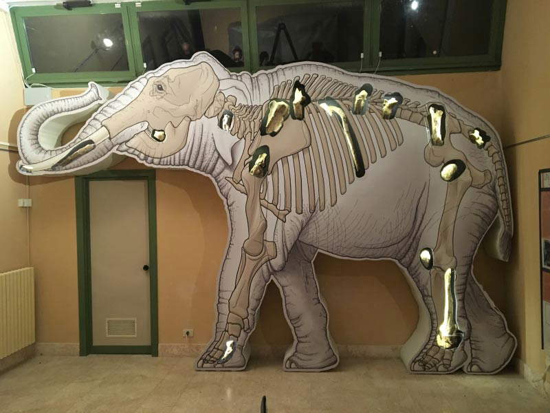 Allestimento dei resti dell'elephas antiquus al Museo Preistorico dei Balzi Rossi di Ventimiglia Allestimento dei resti dell'elephas antiquus al Museo Preistorico dei Balzi Rossi di Ventimiglia