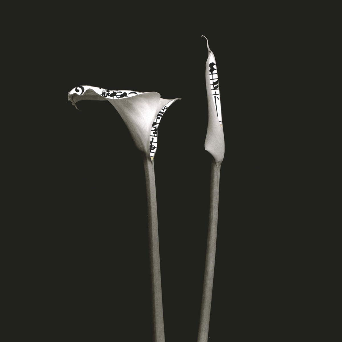 Fernando Andolcetti, Calla (2008)