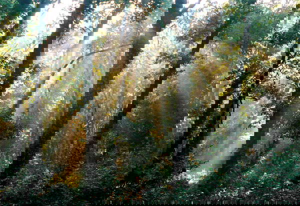 La Foresta Umbra. Foto Parco Nazionale del Gargano