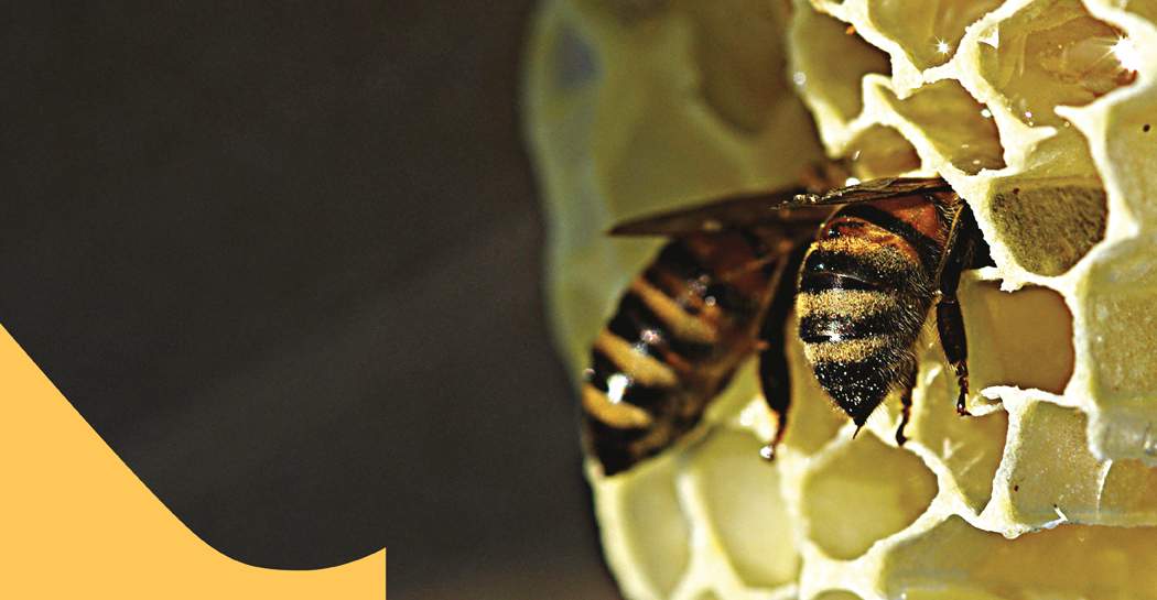 Le chemin des abeilles : au musée de zoologie de Rome, le parcours pour connaître les insectes industrieux