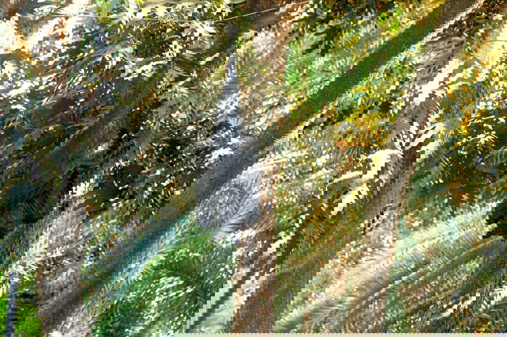 Eine der Fledermäuse von Ryan Mendoza im Garten des Königspalastes in Palermo