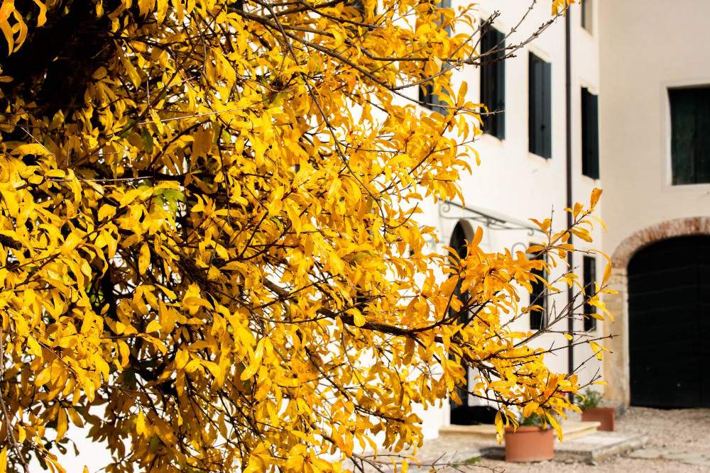 Discovering Veneto's historic homes with events dedicated to foliage 