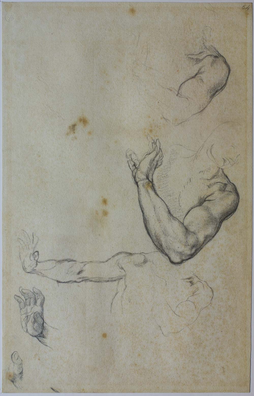 Michelangelo Buonarroti, Studies for the Adam of the  Michelangelo Buonarroti, Studies for the Adam of the