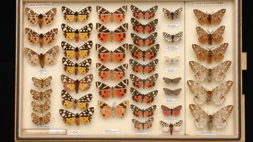 Le musée des sciences naturelles Brembano Le musée des sciences naturelles Brembano